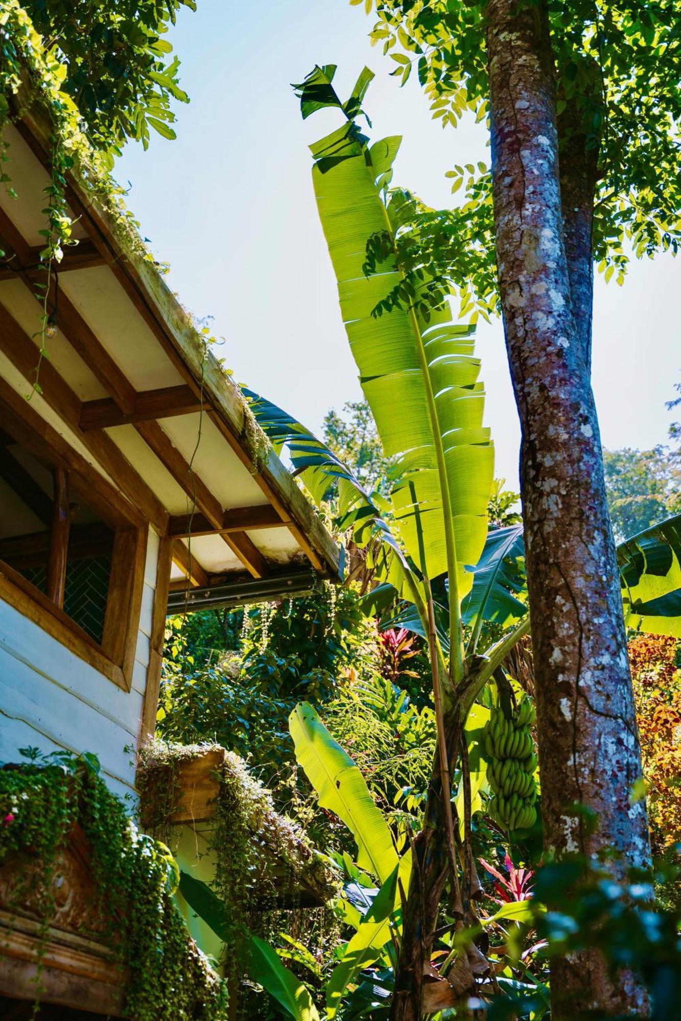 Вилла Jungle Spirit Treehouse Кауита Экстерьер фото