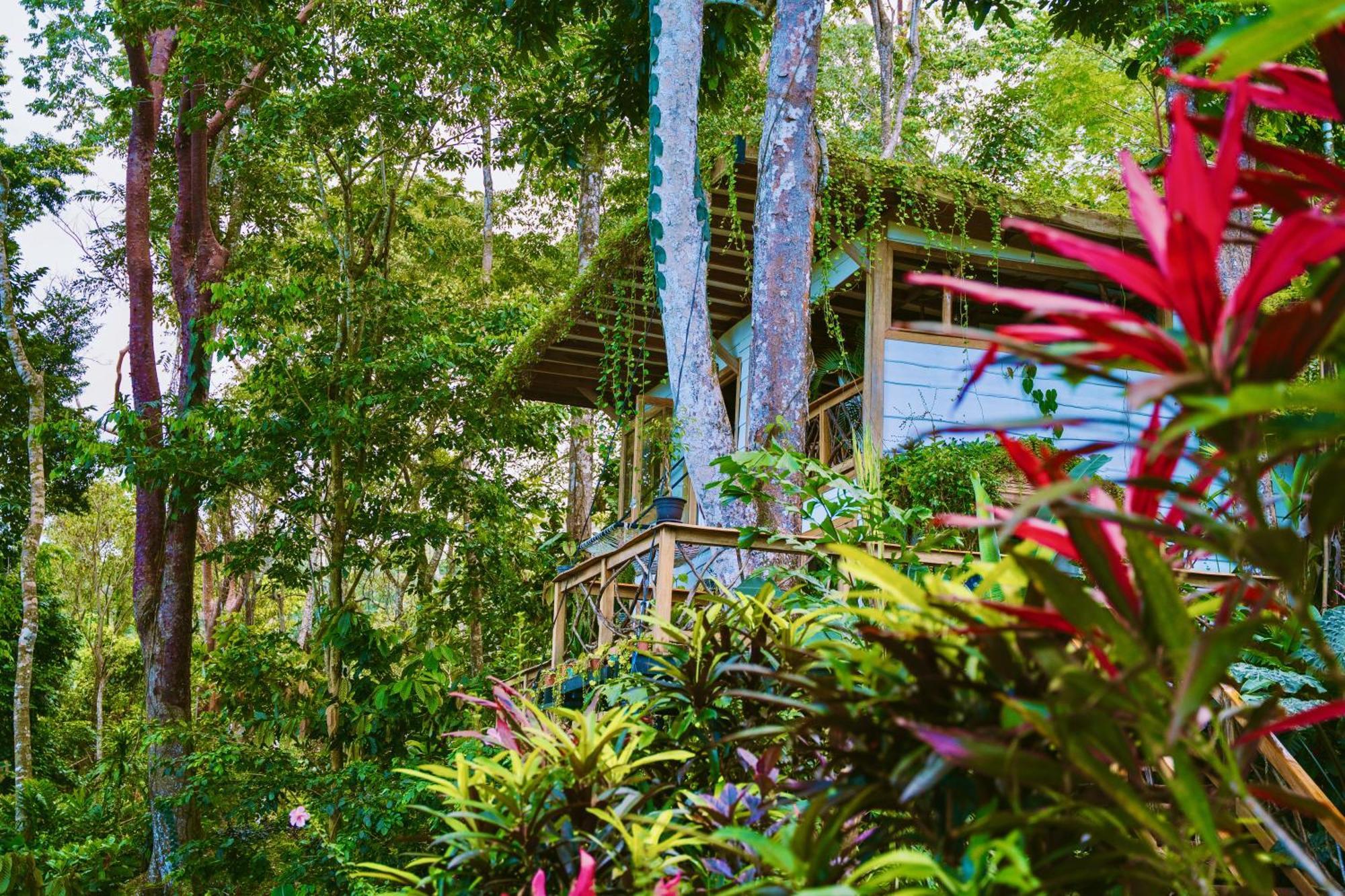 Вилла Jungle Spirit Treehouse Кауита Экстерьер фото